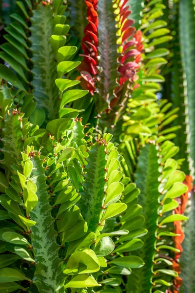 Närbild Lång Bladkaktus — Stockfoto