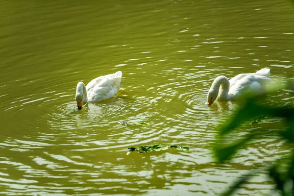 Close-up of two white swans playing in the pond