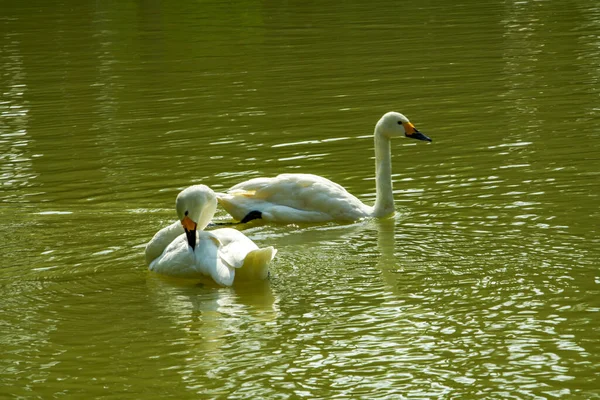 Close-up of two white swans playing in the pond