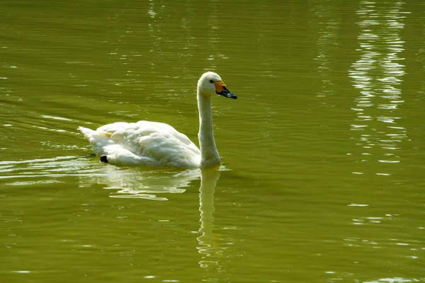 Close Cisne Branco Lagoa — Fotografia de Stock