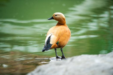 Göletin kenarındaki kahverengi kırmızı ördeğin yakın çekimi.