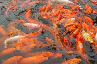 Büyük bir grup koi balığı gölette yemek için yarışıyor.