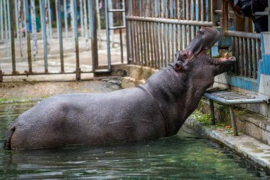 Ağzı açık bir su aygırı yemek yiyor.