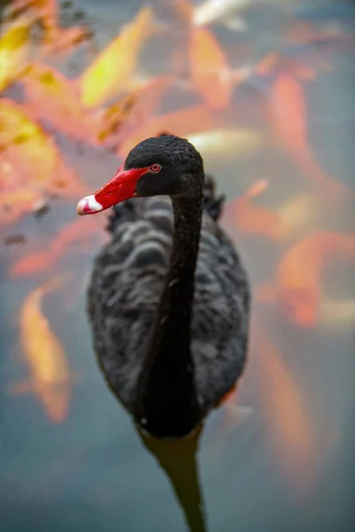 Grupp Koi Och Svarta Svanar Dammen — Stockfoto