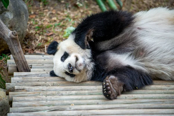 Крупный План Спящей Панды — стоковое фото
