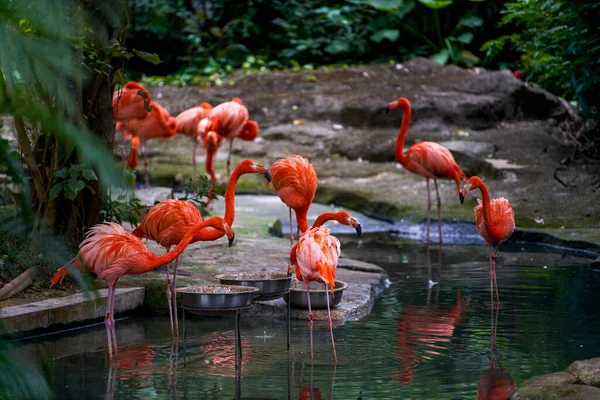 Closeup of a flock of flamingos foraging in the river