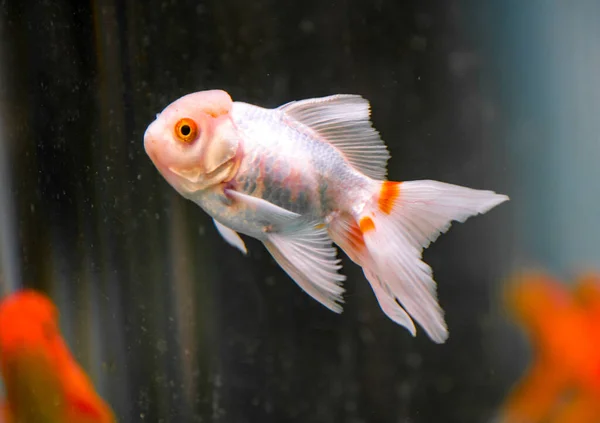 Close-up of a beautiful goldfish in a fish tank