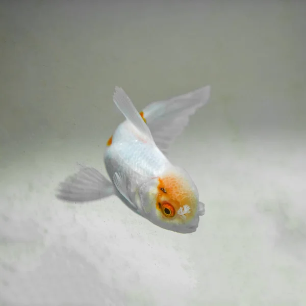 Close-up of a beautiful goldfish in a fish tank