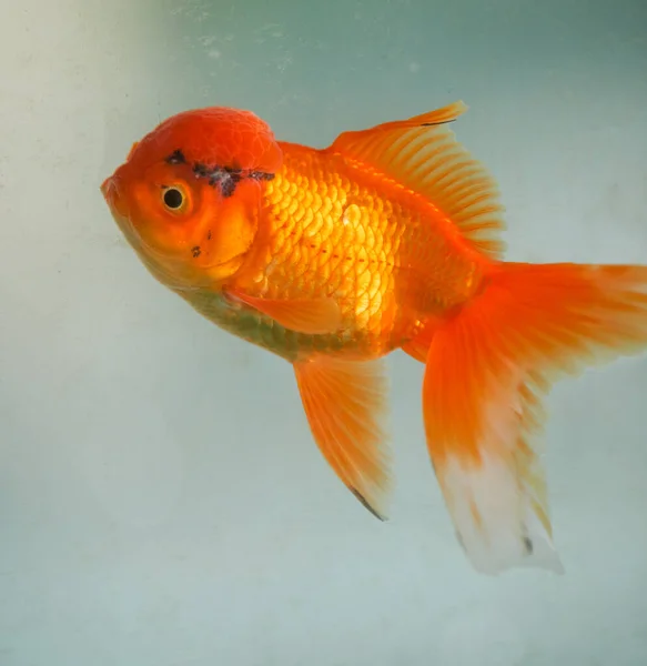 Close-up of a beautiful goldfish in a fish tank