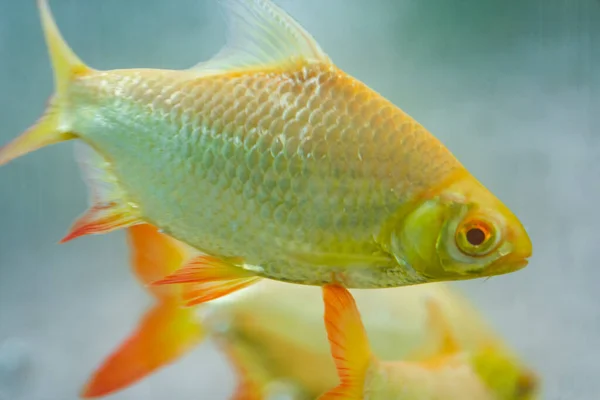 Fechar Uma Carpa Crucian Barbatana Vermelha Dourada — Fotografia de Stock