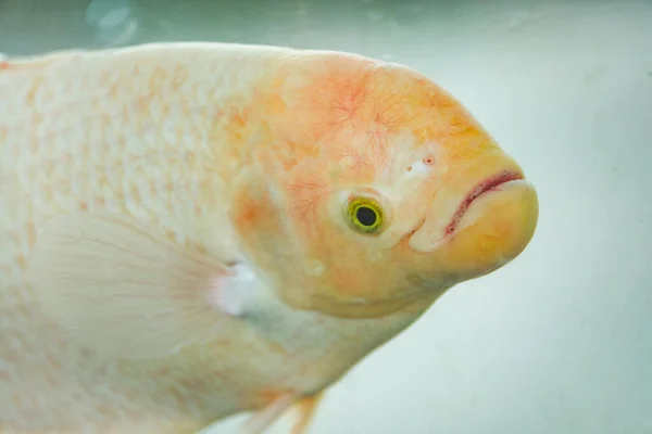Nahaufnahme Eines Goldenen Glücklichen Fisches — Stockfoto