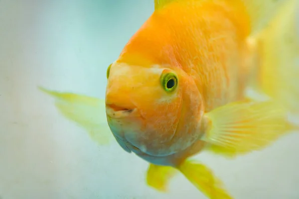 Peixe Bonito Sorte Papagaio Sangue — Fotografia de Stock