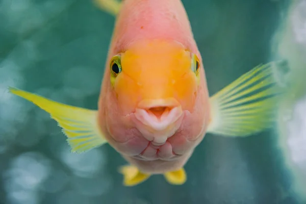 Ein Niedlicher Blutpapagei Glücksfisch — Stockfoto