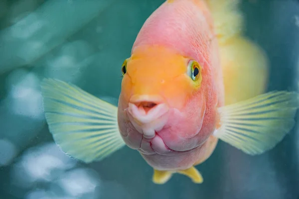 Peixe Bonito Sorte Papagaio Sangue — Fotografia de Stock