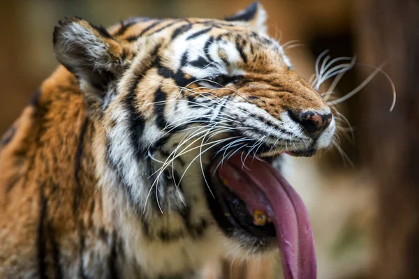 凶暴な獣虎の接近 — ストック写真