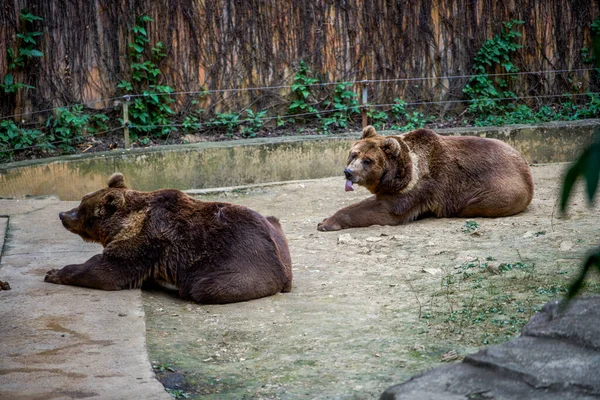 Лихорадочный Большой Чёрный Медведь Крупным Планом Чудовище — стоковое фото