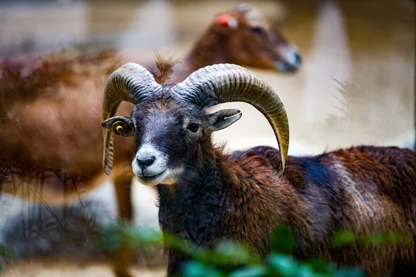 Close Mountain Antelope Huge Rotating Horns — Stock Photo, Image