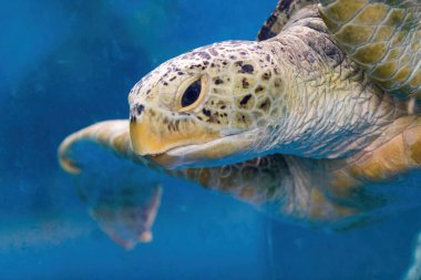 Dev bir deniz kaplumbağasının yakın çekimi, deniz yaşamı.