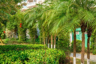 Tropikal iklim şehri parkında palmiye ağacı manzarası