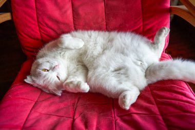 Saf, beyaz, şirin bir İngiliz evcil kedisine yakın plan.