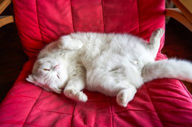 Saf, beyaz, şirin bir İngiliz evcil kedisine yakın plan.