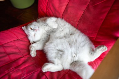 Saf, beyaz, şirin bir İngiliz evcil kedisine yakın plan.