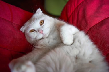 Saf, beyaz, şirin bir İngiliz evcil kedisine yakın plan.