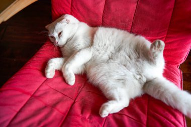 Saf, beyaz, şirin bir İngiliz evcil kedisine yakın plan.