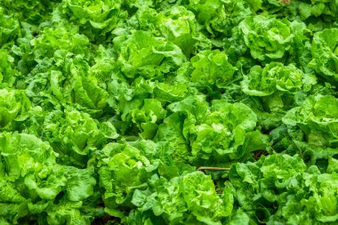 Tarlada yetişen marul sıralarının yakınına.