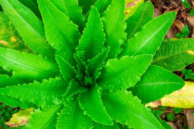 Kale tarlada yetişiyor, hardal yeşillikleri yakın planda.