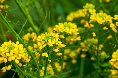 Altın yemleme tohumu, arılar nektar topluyor.