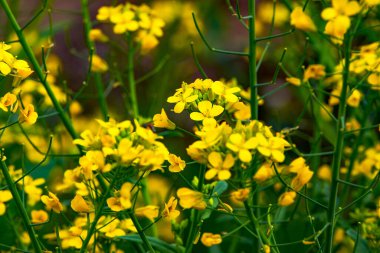 Altın yemleme tohumu, arılar nektar topluyor.