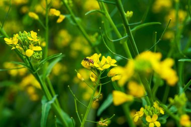 Altın yemleme tohumu, arılar nektar topluyor.