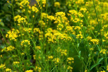 Altın yemleme tohumu, arılar nektar topluyor.
