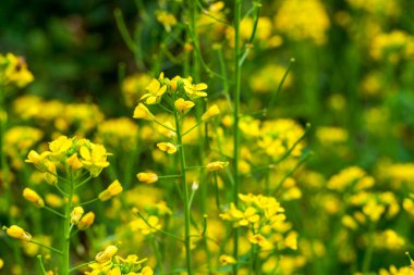 Altın yemleme tohumu, arılar nektar topluyor.