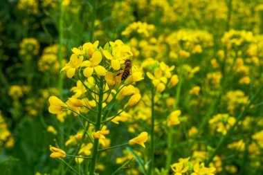 Altın yemleme tohumu, arılar nektar topluyor.