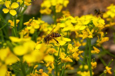 Altın yemleme tohumu, arılar nektar topluyor.
