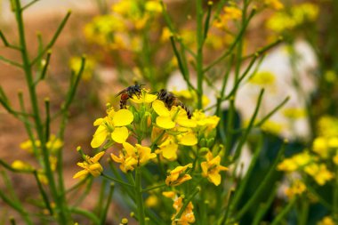 Altın yemleme tohumu, arılar nektar topluyor.