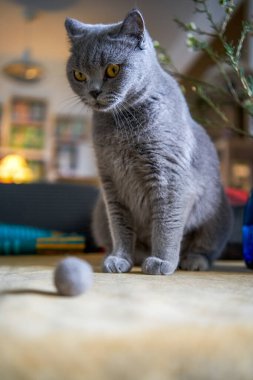 Şirin mavi bir kedi İngiliz Shorthair yakın plan