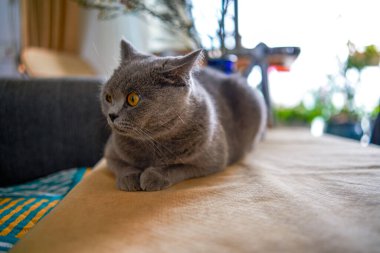 Şirin mavi bir kedi İngiliz Shorthair yakın plan