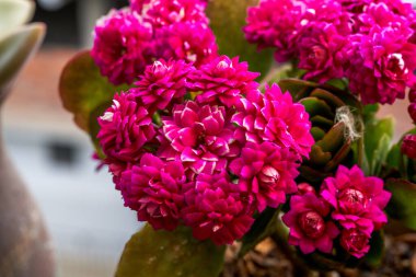 Sarımsı mor renkte bir çiçek yakın plan.