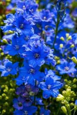 Çok güzel mavi bir Delphinium çiçeği, Consolida ajacis (L) Schur.
