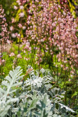 Bahçedeki bahçıvanlık arazisi, gümüş yapraklı kasımpatı ve sarı su dalı bitkilerinin karışımı.