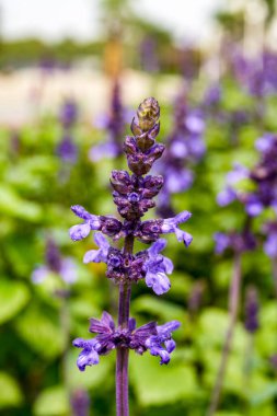 Çiçek açmaya hazır mor bir adaçayının yakın çekimi, Salvia japonica.