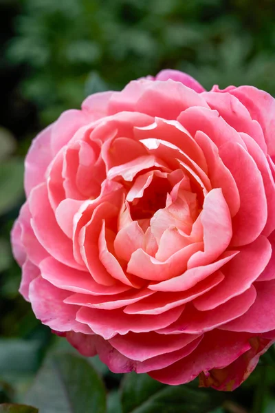 Detailní Záběr Obrovské Zářivě Kvetoucí Růžové Růže Rosa Chinensis Jacq — Stock fotografie