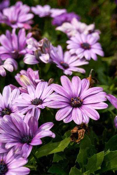 Close Crisântemo Azul Roxo Florescendo Arctotis Stoechadifolia Var Grandis — Fotografia de Stock