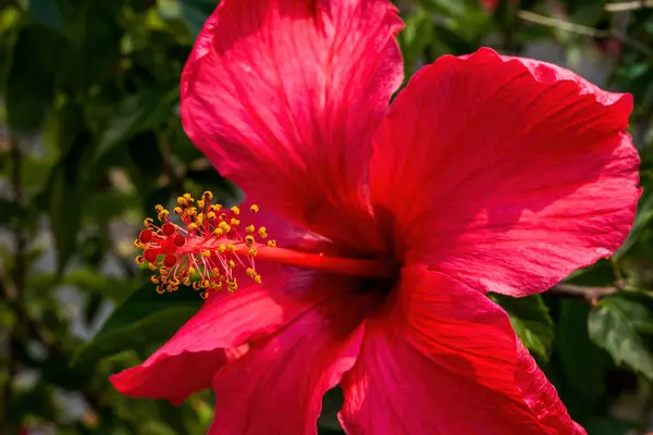 Närbild Ljust Blommande Rosa Zhu Jin Blomma Hibiscus Rosa Sinensis — Stockfoto