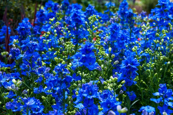Une Belle Fleur Delphinium Bleu Fleuri Consolida Ajacis Schur — Photo