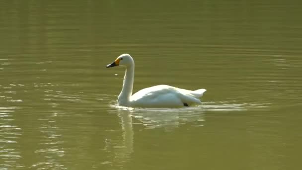 白い白鳥が池で遊んで泳いでいる — ストック動画