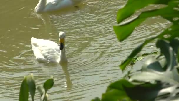 Weißer Schwan Spielt Und Schwimmt Teich — Stockvideo